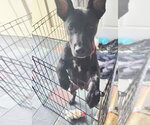 Small #11 Labrador Retriever Mix