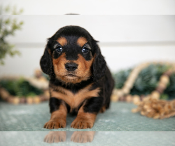 Medium Photo #3 Dachshund Puppy For Sale in BREMEN, IN, USA