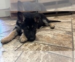 Small #8 German Shepherd Dog