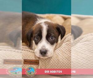 Collie-Unknown Mix Dogs for adoption in Mobile, AL, USA