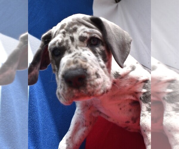 Medium Photo #1 Great Dane Puppy For Sale in ALVARADO, TX, USA