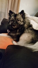 Mother of the Keeshond puppies born on 09/25/2018