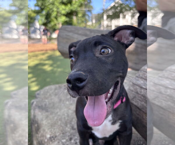 Medium Photo #2 American Pit Bull Terrier-Unknown Mix Puppy For Sale in Cary, NC, USA