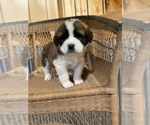 Small Photo #1 Saint Bernard Puppy For Sale in MARENGO, WI, USA