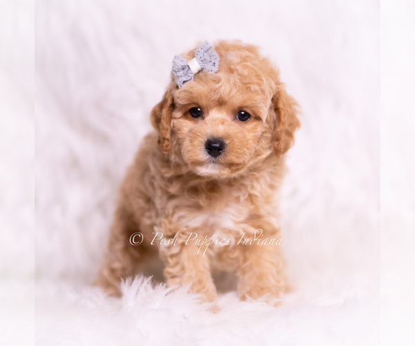 Medium Photo #3 Poodle (Toy) Puppy For Sale in WARSAW, IN, USA