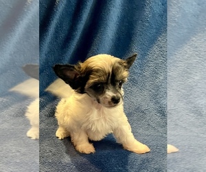 Chinese Crested Puppy for sale in ALVORD, TX, USA