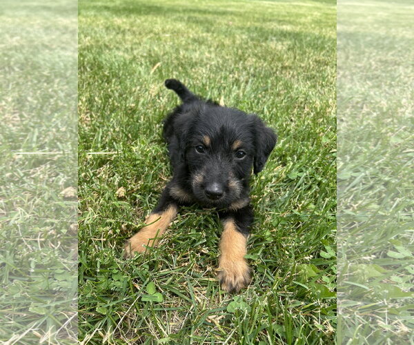 Medium Photo #5 Mutt Puppy For Sale in Plainfield, IL, USA