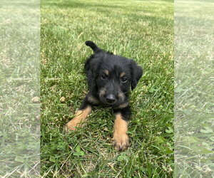 Rowlf - Male Mutt Dog for Adoption - Photo #5