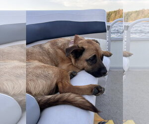 Barley - Male Black Mouth Cur-Labrador Retriever Mix Dog for Adoption - Photo #3