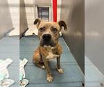 Small American Staffordshire Terrier Mix