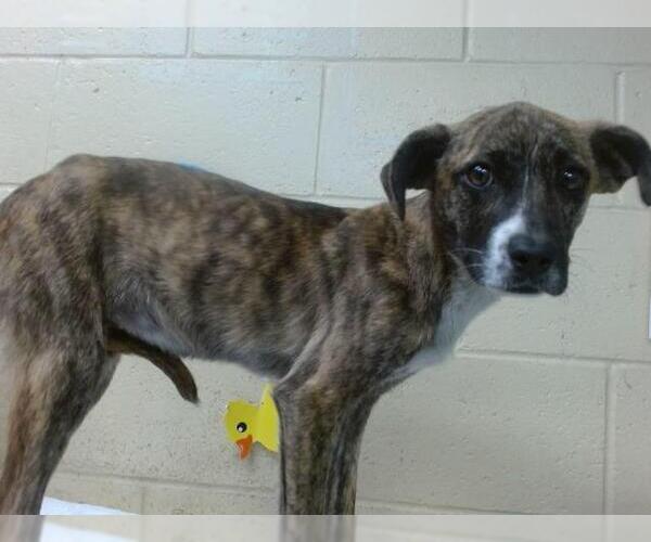 Medium Photo #1 American Pit Bull Terrier Puppy For Sale in Downey, CA, USA