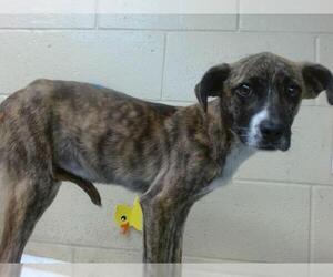 American Pit Bull Terrier Dogs for adoption in Downey, CA, USA