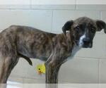 Small American Pit Bull Terrier