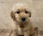 Puppy 3 Golden Labrador-Goldendoodle Mix