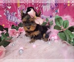 Small Photo #13 Yorkshire Terrier Puppy For Sale in HARKER HEIGHTS, TX, USA