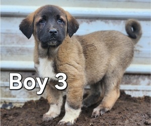 Central Asian Shepherd Dog-Kangal Dog Mix Puppy for sale in EIDSON, TN, USA