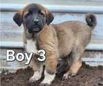 Image preview for Ad Listing. Nickname: Boy 3