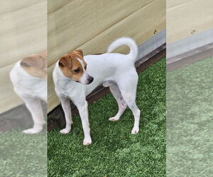 Jack Russell Terrier-Unknown Mix Dogs for adoption in oakland, FL, USA