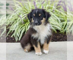 Miniature Australian Shepherd Puppy for sale in NEW PROVIDENCE, PA, USA