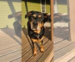 Small #5 Rottweiler Mix
