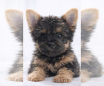 Small #1 Yorkshire Terrier