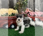 Small #3 Schnauzer (Miniature)