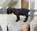 Puppy Neon green girl Cane Corso