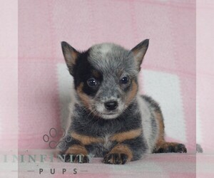 Australian Cattle Dog Puppy for Sale in ATGLEN, Pennsylvania USA
