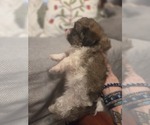 Small #13 Maltipom