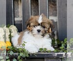 Fiona - Female Shih Tzu Puppy for Sale - Photo #5