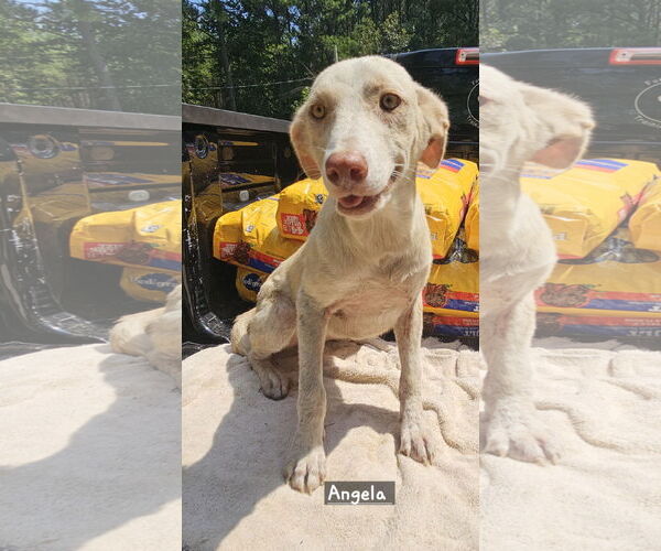 Medium Photo #1 Labrador Retriever-Unknown Mix Puppy For Sale in Corinth, MS, USA
