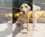 Small Labrador Retriever Mix