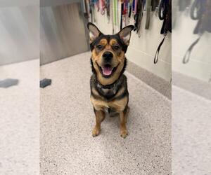 Gerberian Shepsky Dogs for adoption in Brighton, CO, USA