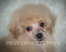 Small Photo #25 Poodle (Miniature) Puppy For Sale in COPPOCK, IA, USA
