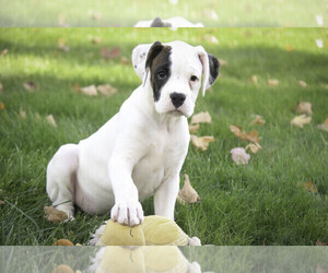 Boxer Puppy for sale in SHIPSHEWANA, IN, USA