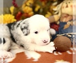 Puppy Puppy 6 Miniature Australian Shepherd