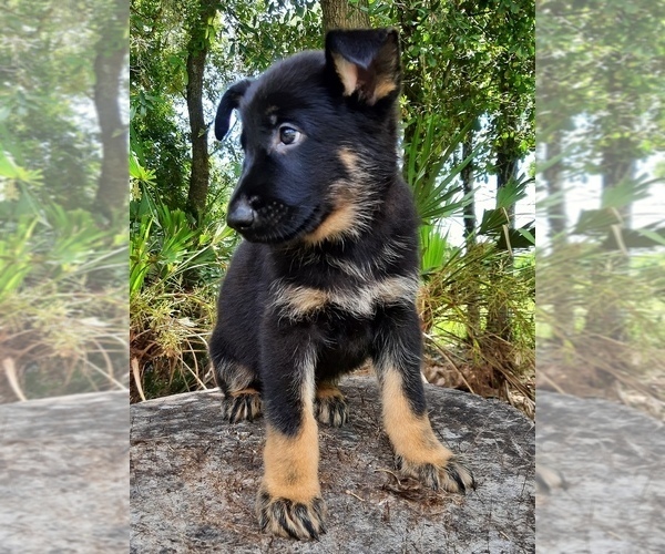 Medium Photo #2 German Shepherd Dog Puppy For Sale in BUSHNELL, FL, USA