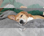 Small #7 Beagle Mix