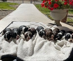 English Springer Spaniel Puppy for sale in GORMAN, CA, USA