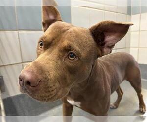 American Staffordshire Terrier-Unknown Mix Dogs for adoption in San Antonio, TX, USA