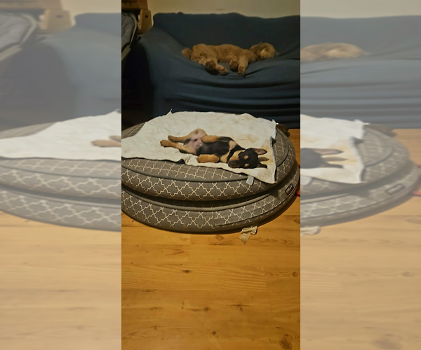 Medium Photo #2 Shepweiller Puppy For Sale in Aurora, IN, USA