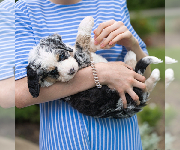Medium Photo #8 Bernedoodle Puppy For Sale in FREDERICKSBURG, OH, USA