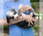 Small Photo #8 Bernedoodle Puppy For Sale in FREDERICKSBURG, OH, USA