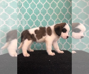 Saint Bernard Puppy for sale in AURORA, CO, USA