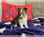Image preview for Ad Listing. Nickname: Molly