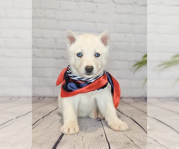 Medium Photo #1 Siberian Husky Puppy For Sale in NORTH LAWRENCE, OH, USA