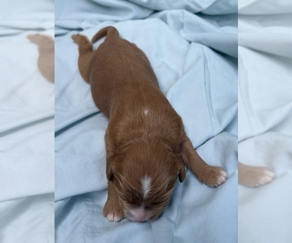 Medium Photo #38 Cavapoo Puppy For Sale in PENSACOLA, FL, USA