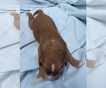 Small Photo #38 Cavapoo Puppy For Sale in PENSACOLA, FL, USA
