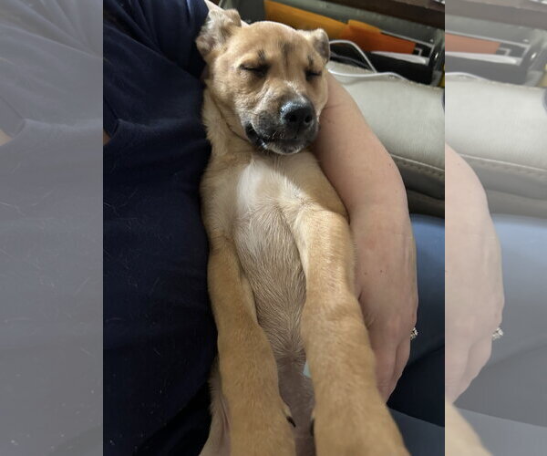 Medium Photo #2 Black Mouth Cur-Labrador Retriever Mix Puppy For Sale in Ball Ground, GA, USA