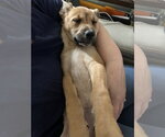 Small #1 Black Mouth Cur-Labrador Retriever Mix
